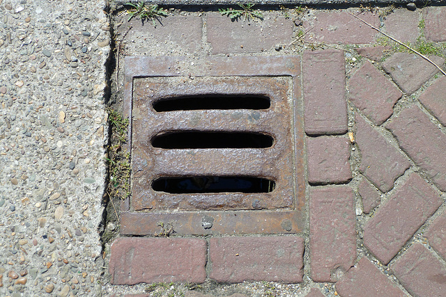 Drain cover