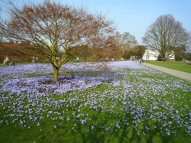 A carpet of chionodoxa