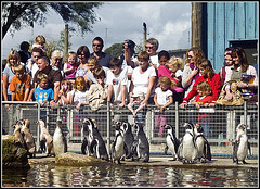 Penguin Watching - Marwell Zoo