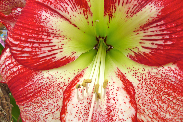 Keukenhof 2012 – Amaryllis