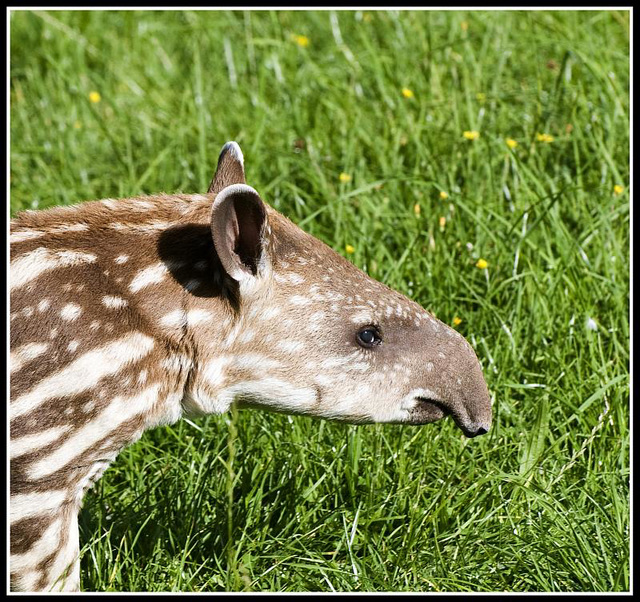 Baby Tapir - Marwell Zoo