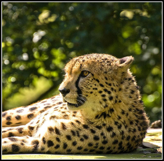 Cheetah - Marwell Zoo