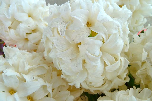 Keukenhof 2012 – Hyacinth