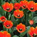 Keukenhof 2012 – Tulip Worlds Favourite