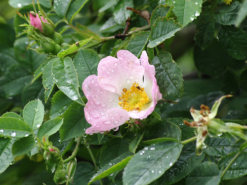 Raindrops on Roses