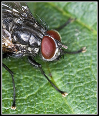 Fly (Cropped)