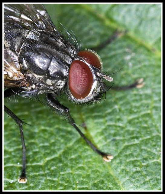 Fly (Cropped)