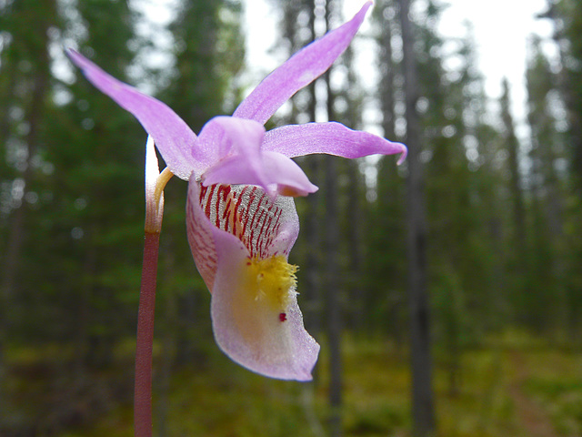 Calypso Orchid