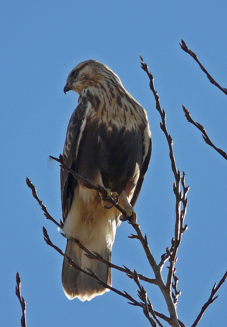 Rough-legged Hawk