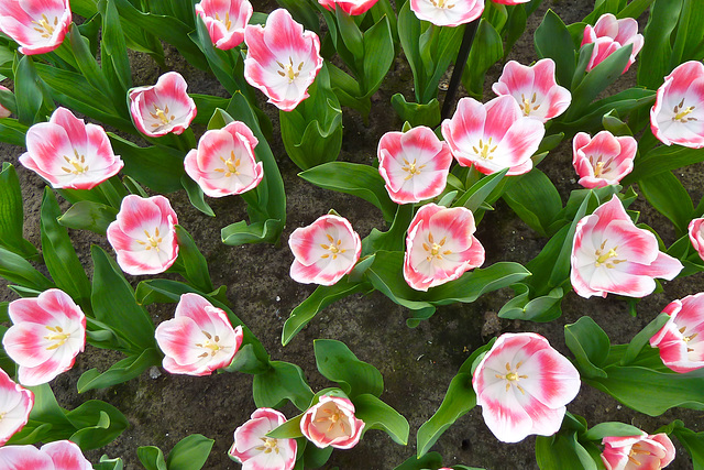 Keukenhof 2012 – Tulip Marrero