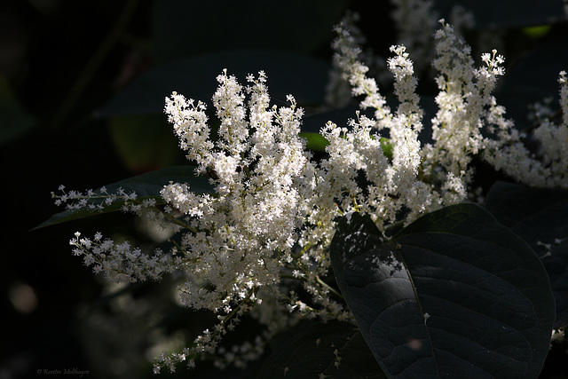 Wunderschöne Blüten (Tierpark Schwaigern)