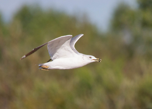 Ring-billed Gull