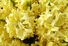 Keukenhof 2012 – Hyacinth