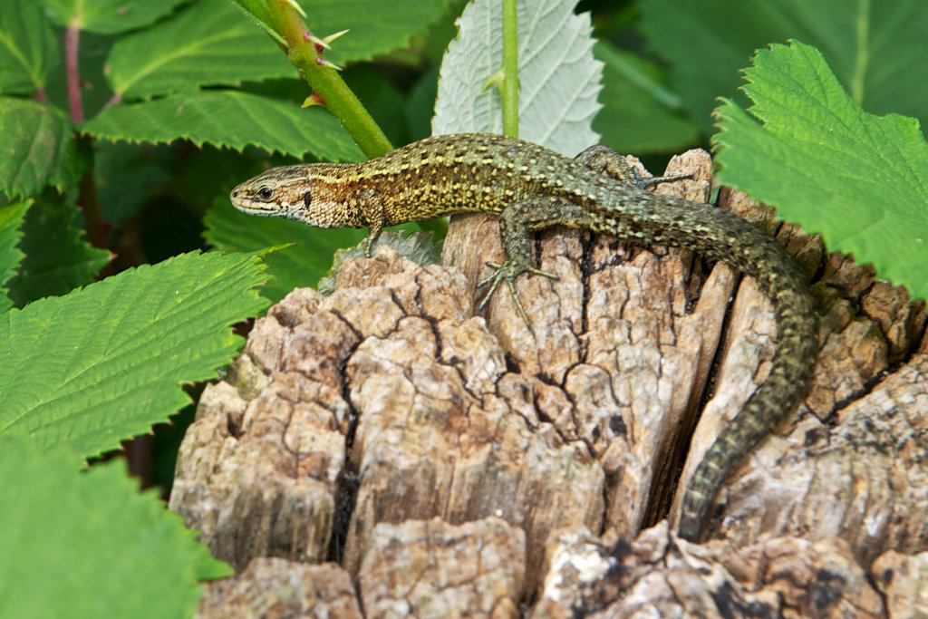 Lizard