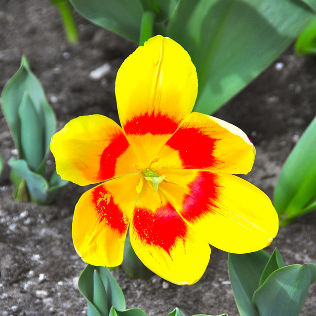 Keukenhof 2012 – Tulip Hot Hony Rack