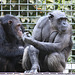 Schimpansen (Tierpark Schwaigern)