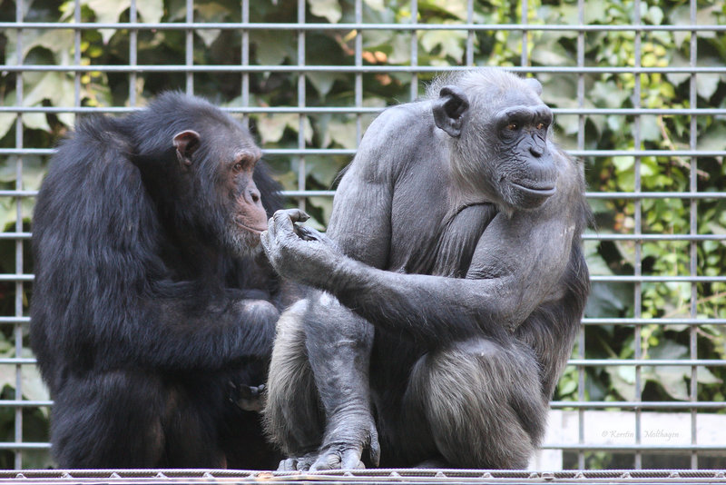 Schimpansen (Tierpark Schwaigern)