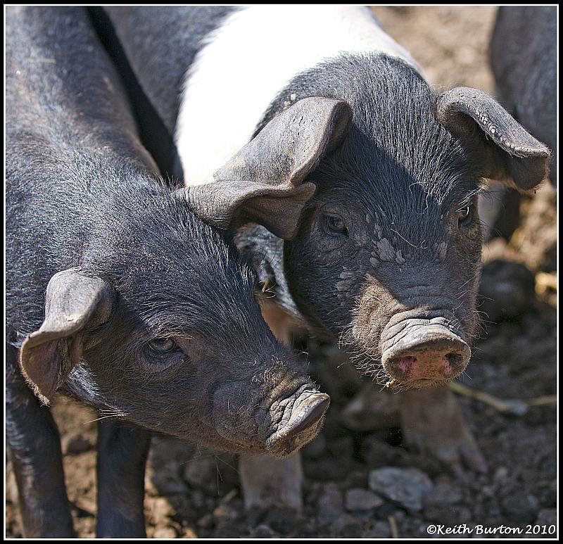 Piglets