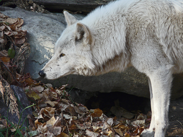 Timber Wolf