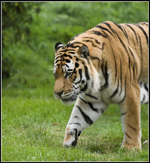 Tiger - Marwell Zoo