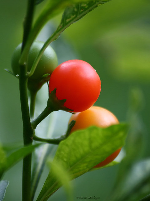 Farbenfrohe Früchte (Leintalzoo Schwaigern)