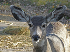 Little cutie with BIG ears