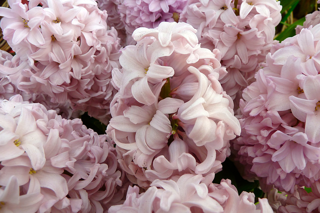 Keukenhof 2012 – Hyacinth