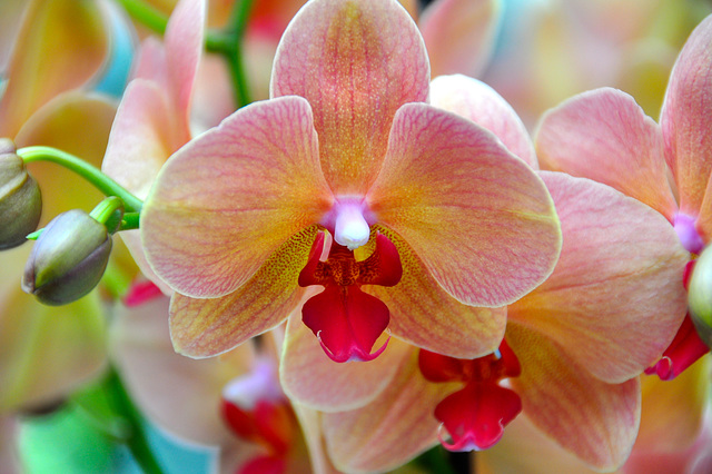 Keukenhof 2012 – Orchid