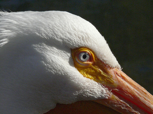 Eye of the Pelican
