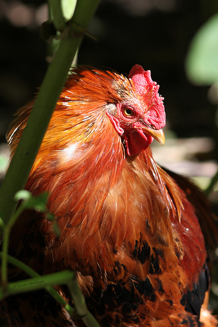 Zwerghuhn (Tierpark Schwaigern)