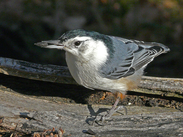 White-breasted Nuthatch