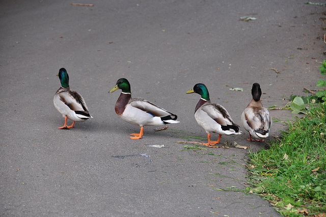 Getting my ducks in a row