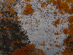 Tombstone lichens