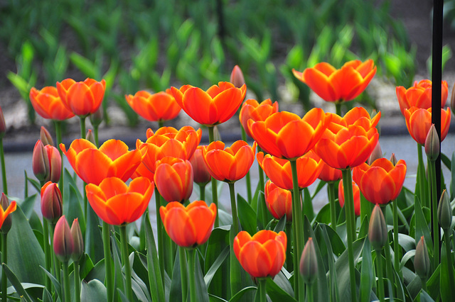 Keukenhof 2012 – Tulip Worlds Favourite