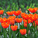 Keukenhof 2012 – Tulip Worlds Favourite