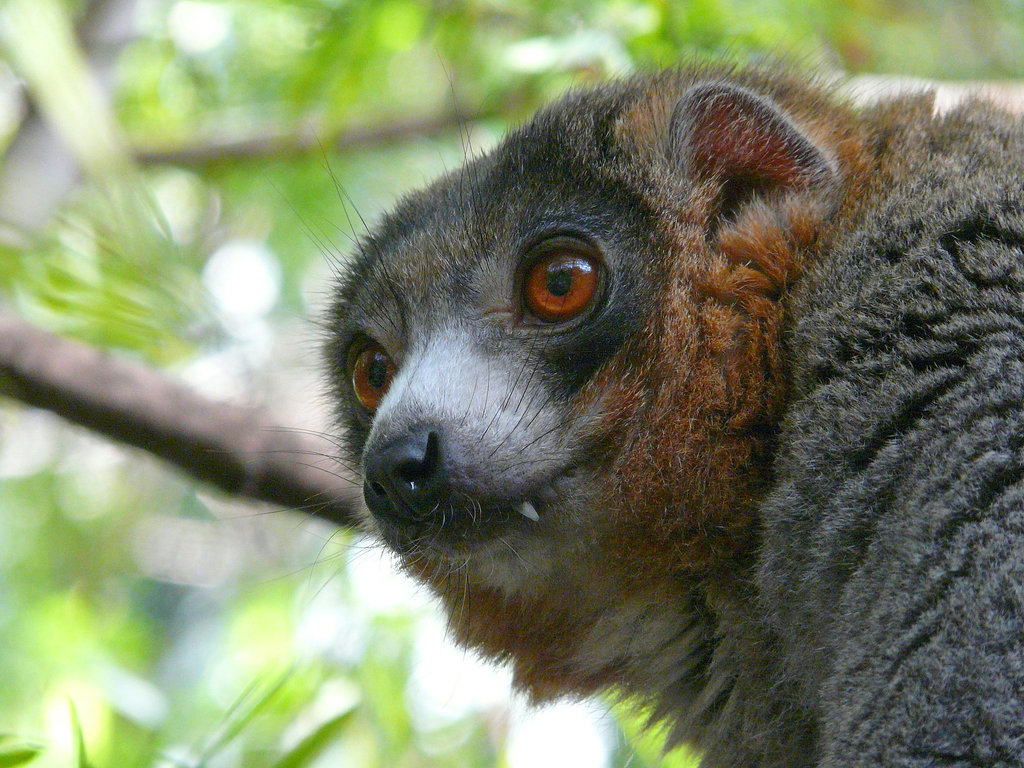 Mongoose Lemur