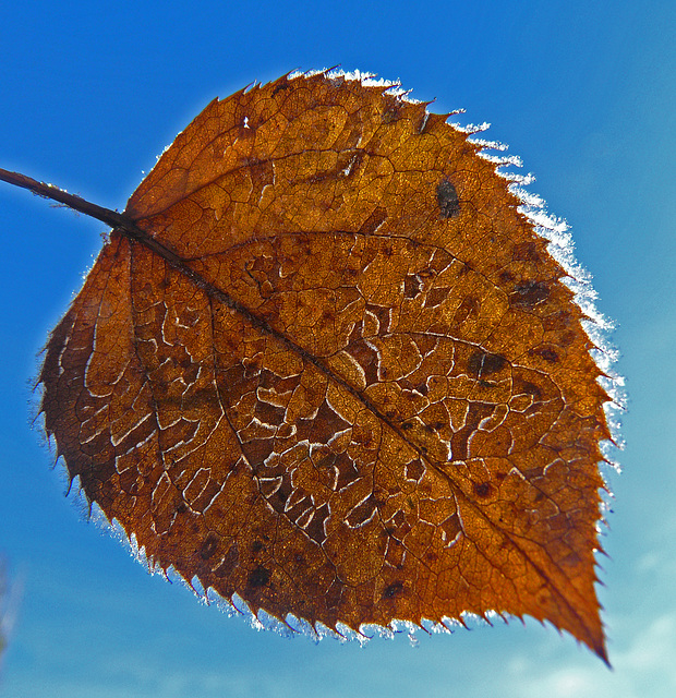 Fringed in frost