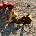 Cherries on Sidewalk