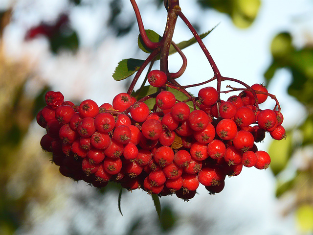 European Mountain Ash