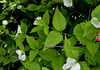 Rhodotypos scandens