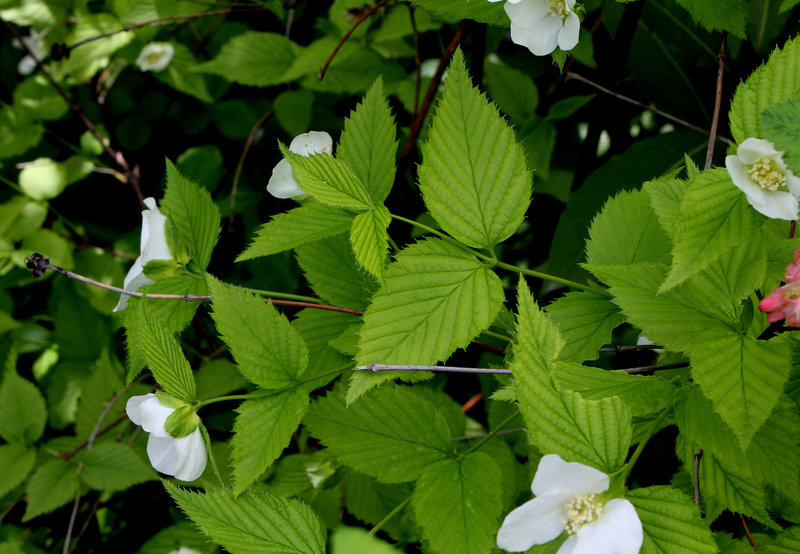 Rhodotypos scandens