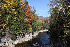 Swift River foliage