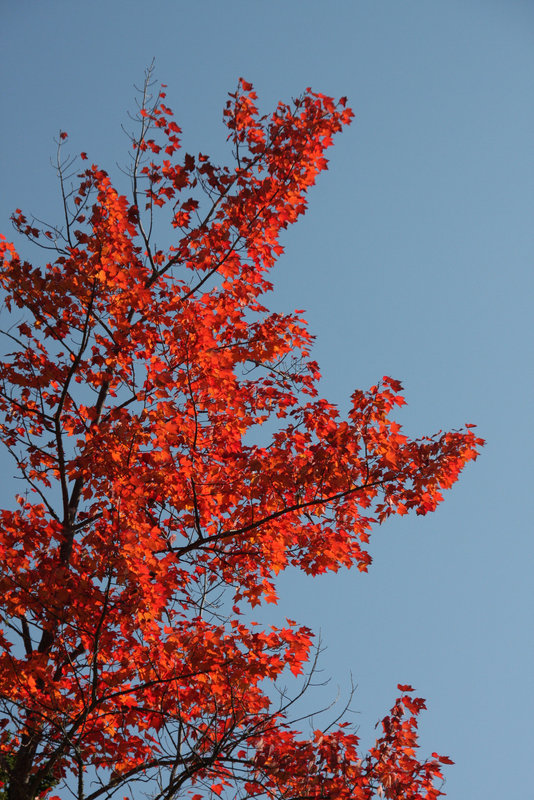 Red maple, blue sky