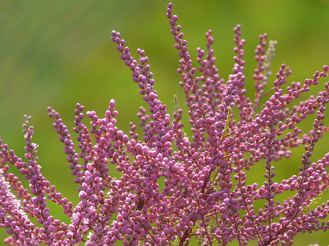 Pink Cascade Tamarisk