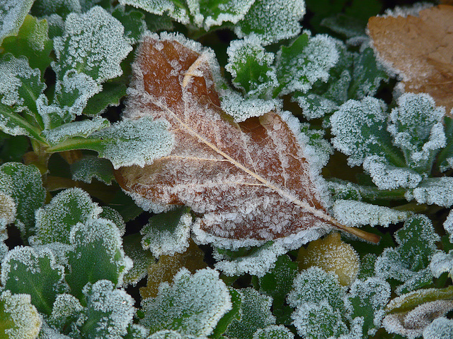 Frost covered