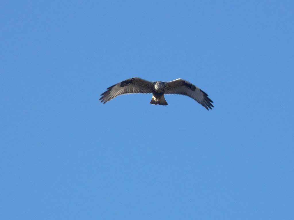 Rough-legged Hawk