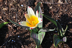 The Keukenhof – Tulip