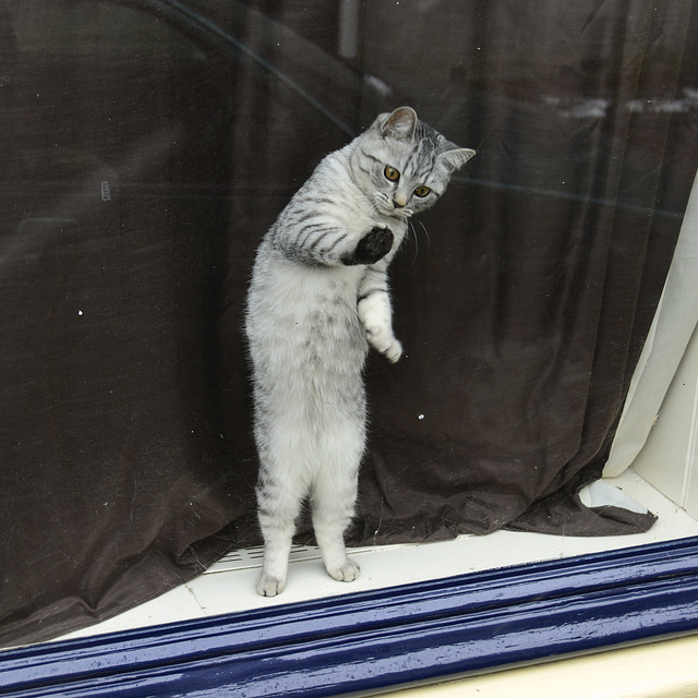 Cat discovering how glass works