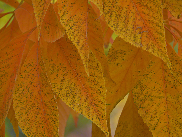 Ohio Buckeye fall colours