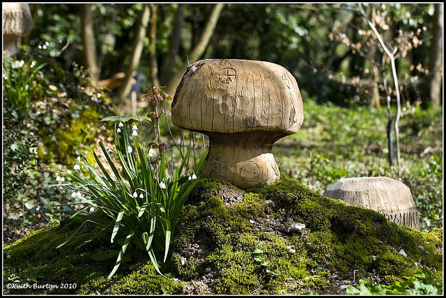 Wooden Mushroom